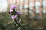 IMG_5042_wm_1600.jpg